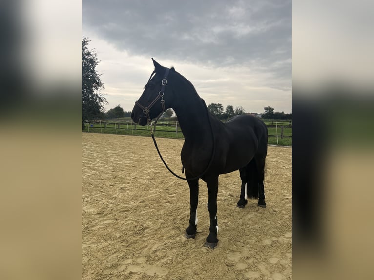 Arabo-Frisón Caballo castrado 19 años 165 cm Negro in Münster