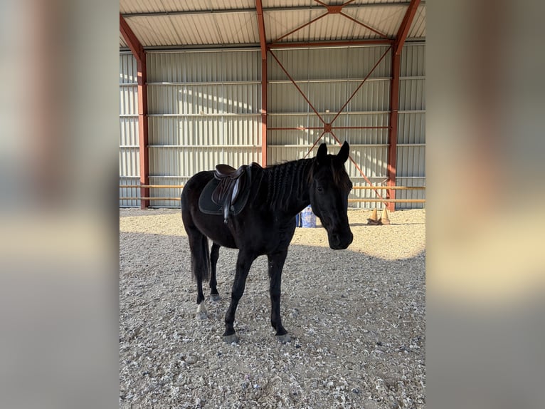 Arabo-Frisón Caballo castrado 4 años 164 cm Negro in ALIXAN