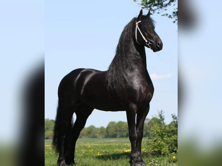 Arabo-Frisón Caballo castrado 7 años 165 cm Grullo in Roswinkel