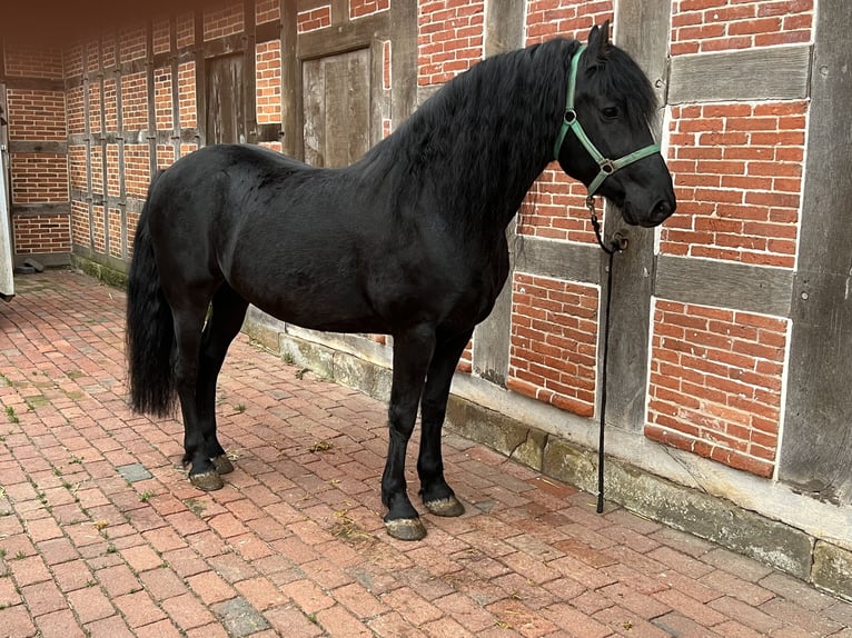 Arabo-Frisón Caballo castrado 7 años Negro in Badbergen