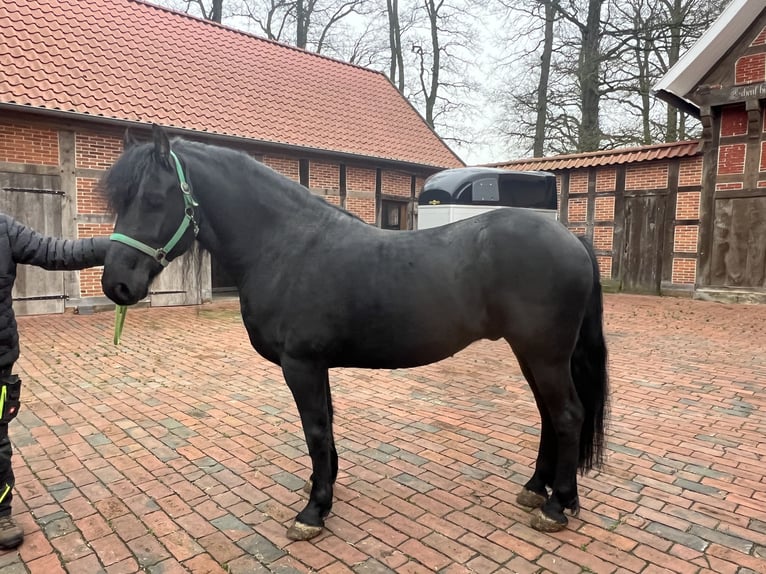 Arabo-Frisón Caballo castrado 7 años Negro in Badbergen