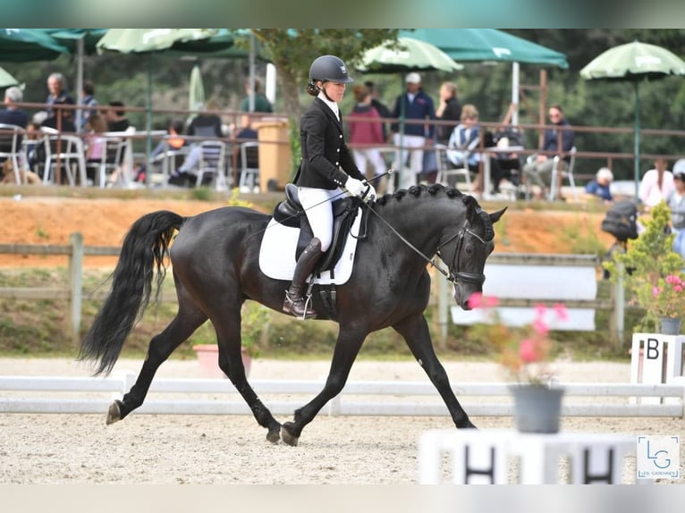 Arabo-frison Étalon 11 Ans 167 cm Noir in Saulnay