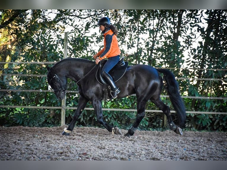 Arabo-frison Étalon 12 Ans 167 cm Noir in Saulnay