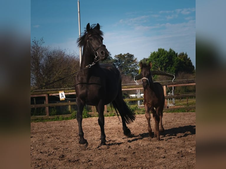 Arabo-frison Étalon 1 Année Noir in Oud Gastel