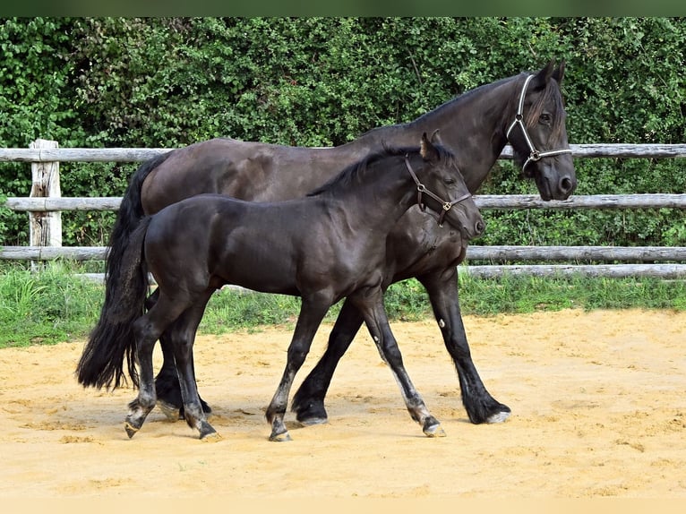 Arabo-frison Étalon 1 Année Noir in Pouvrai
