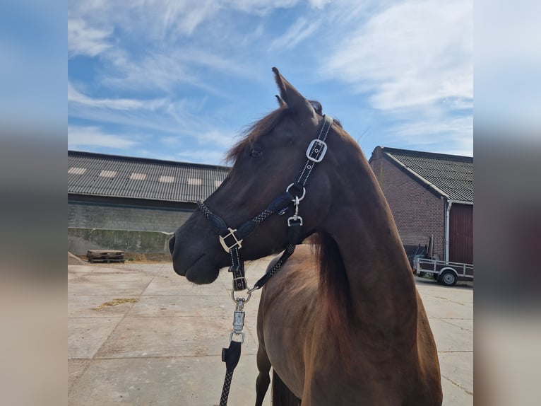 Arabo-frison Croisé Étalon 3 Ans 154 cm Noir in Maria Hoop