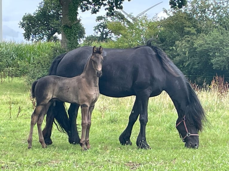 Arabo-frison Étalon Poulain (05/2025) 100 cm Noir in Jullouville