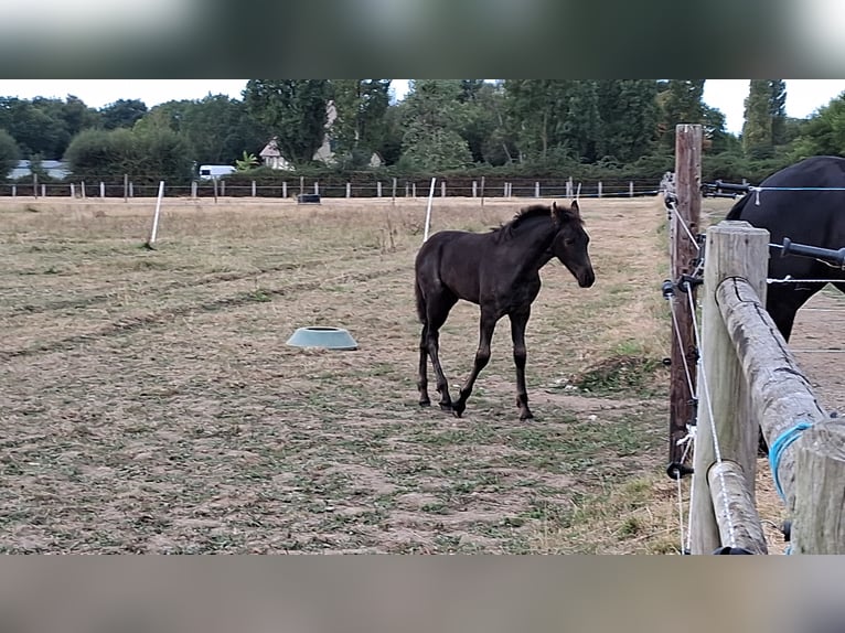 Arabo-frison Étalon Poulain (05/2025) 130 cm Noir in Jullouville
