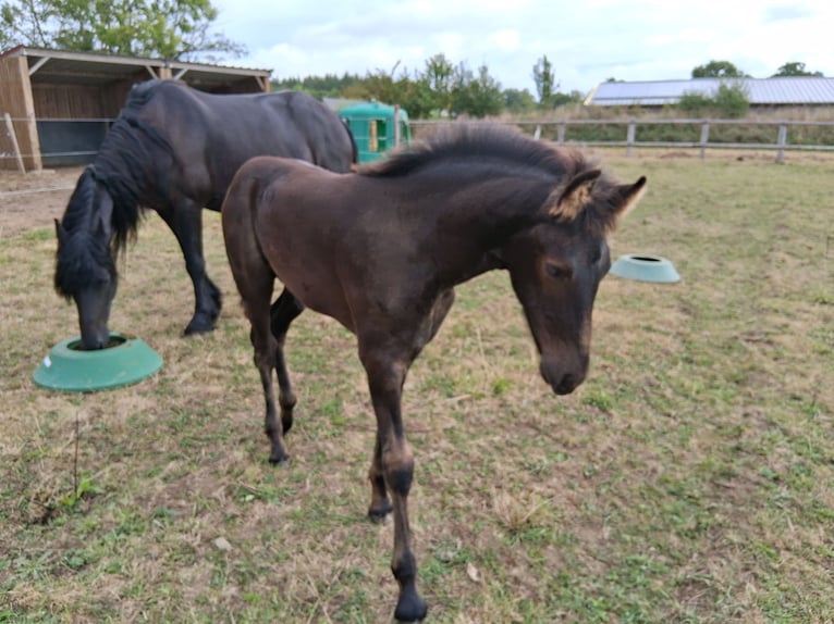 Arabo-frison Étalon Poulain (05/2025) 130 cm Noir in Jullouville