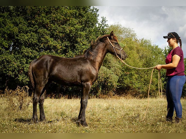 Arabo-frison Étalon Poulain (03/2025) 165 cm Noir in paulnay