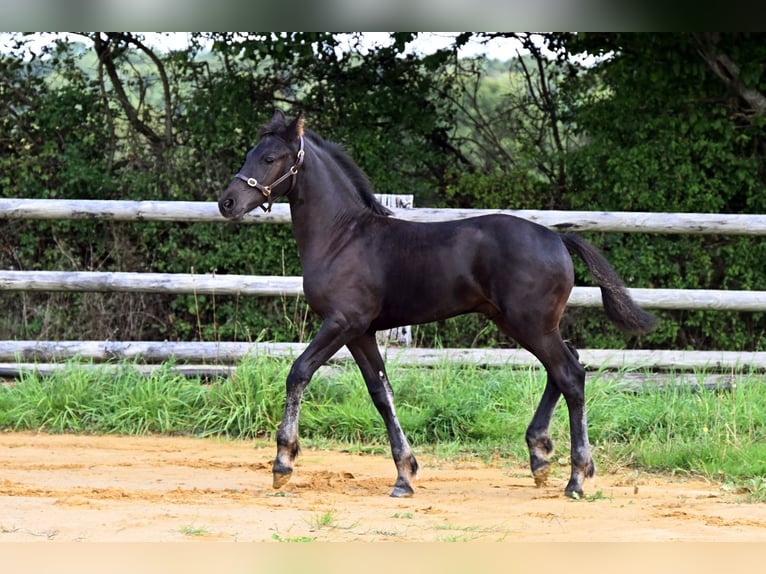 Arabo-frison Étalon Poulain (05/2025) Noir in Pouvrai
