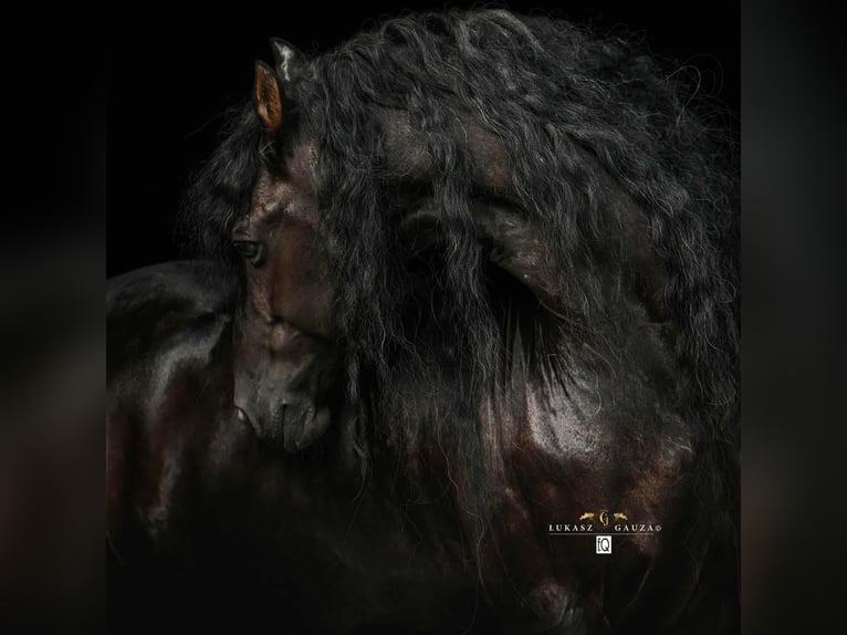 Arabo-frison Hongre 12 Ans 162 cm Noir in Rokocin