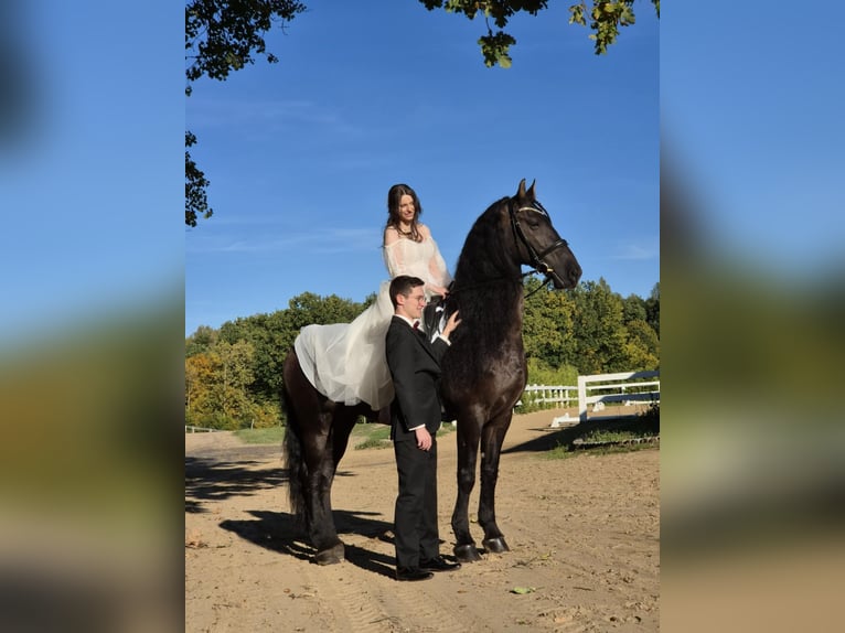 Arabo-frison Hongre 13 Ans 162 cm Noir in Rokocin