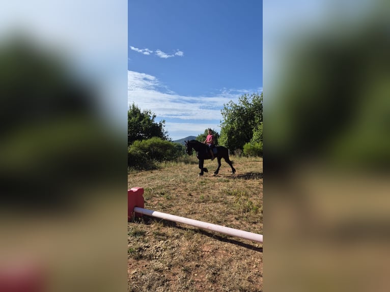 Arabo-frison Hongre 13 Ans 165 cm Noir in Annweiler