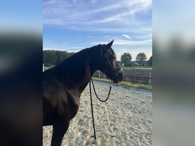 Arabo-frison Hongre 19 Ans 165 cm Noir in Münster