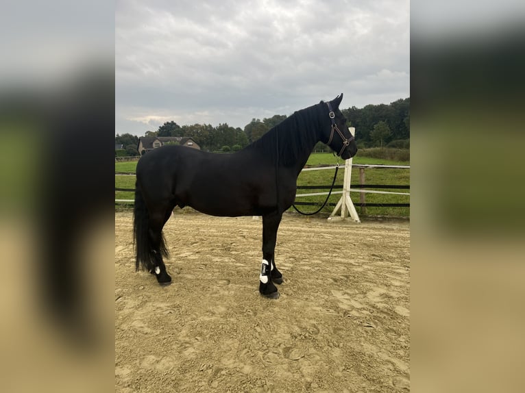 Arabo-frison Hongre 19 Ans 165 cm Noir in Münster