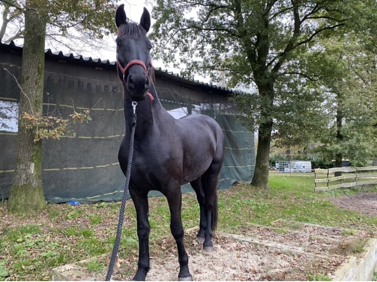 Arabo-frison Hongre 3 Ans 160 cm Noir in Bawinkel