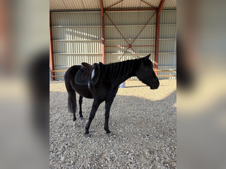 Arabo-frison Hongre 4 Ans 164 cm Noir in ALIXAN