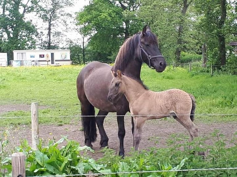 Arabo-frison Hongre 7 Ans 165 cm Grullo in Roswinkel