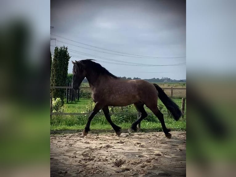 Arabo-frison Hongre 7 Ans 165 cm Grullo in Roswinkel