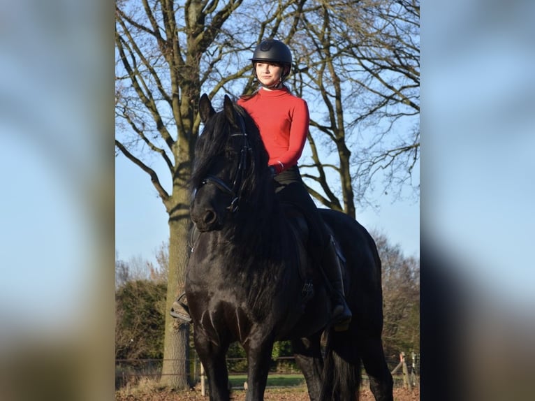 Arabo-frison Jument 10 Ans 168 cm Noir in Gaanderen