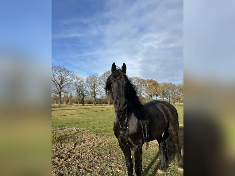 Arabo-frison Jument 10 Ans 168 cm Noir in Gaanderen