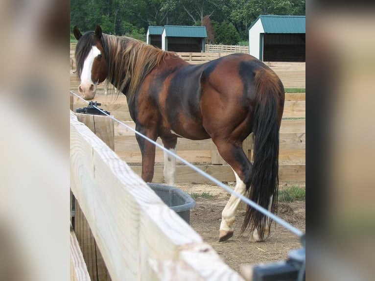 Arabo-frison Jument 16 Ans 200 cm Bai clair in Toronto