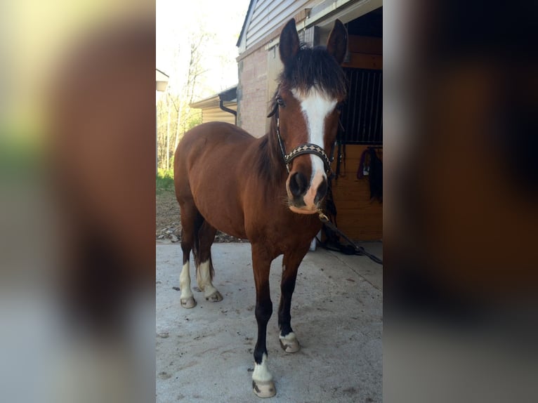 Arabo-frison Jument 16 Ans 200 cm Bai clair in Toronto