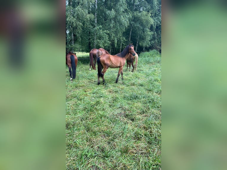 Arabo-frison Croisé Jument 1 Année 140 cm Bai in Herford