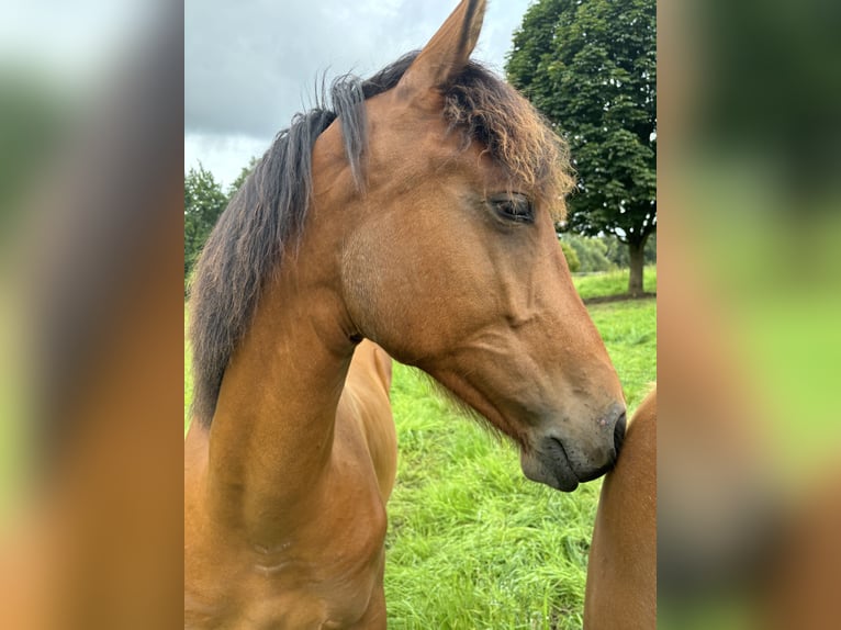 Arabo-frison Croisé Jument 1 Année 140 cm Bai in Herford