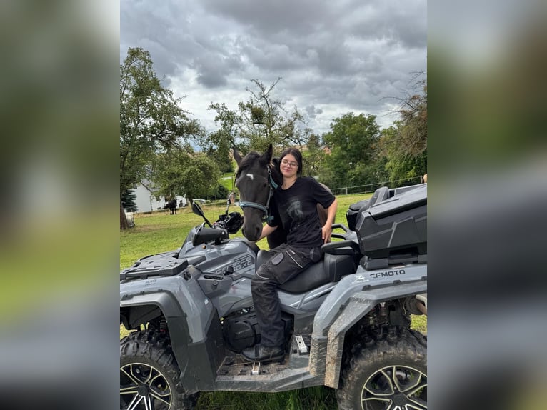 Arabo-frison Jument 3 Ans 150 cm Noir in CrimmitschauCrimmitschau