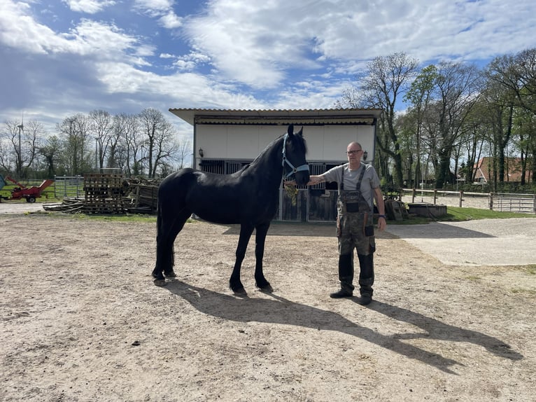 Arabo-frison Jument 3 Ans 155 cm Noir in Bunde