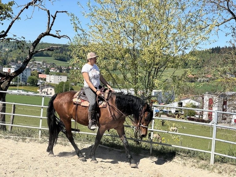 Arabo-frison Croisé Jument 4 Ans 150 cm Bai in Formangueires