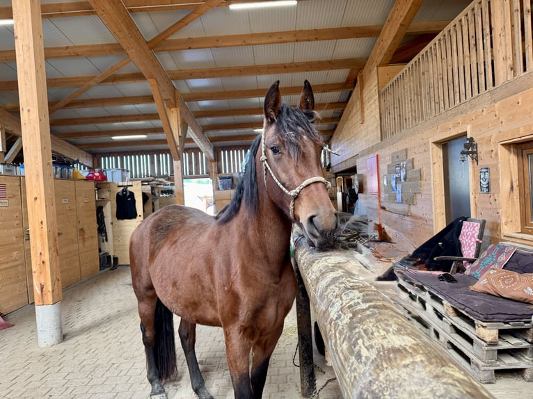 Arabo-frison Croisé Jument 4 Ans 155 cm Bai in Formangueires