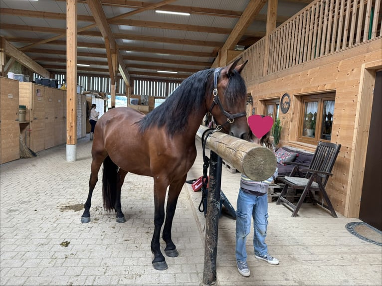 Arabo-frison Croisé Jument 4 Ans 155 cm Bai in Formangueires