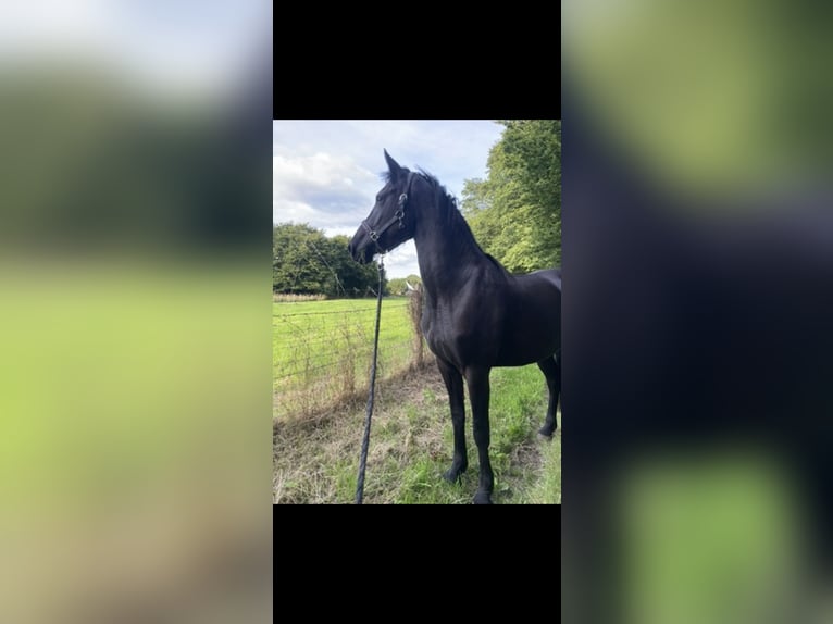 Arabo-frison Jument 5 Ans 164 cm Noir in Rouen