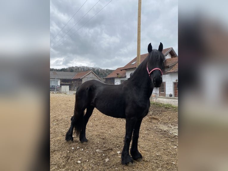 Arabo-frison Jument 7 Ans 163 cm Noir in Feldkirchen bei Mattighofen