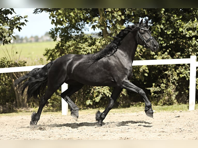 Arabo-frison Jument 7 Ans 163 cm Noir in Britswert