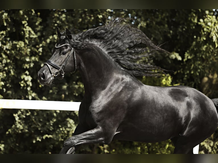 Arabo-frison Jument 7 Ans 163 cm Noir in Britswert