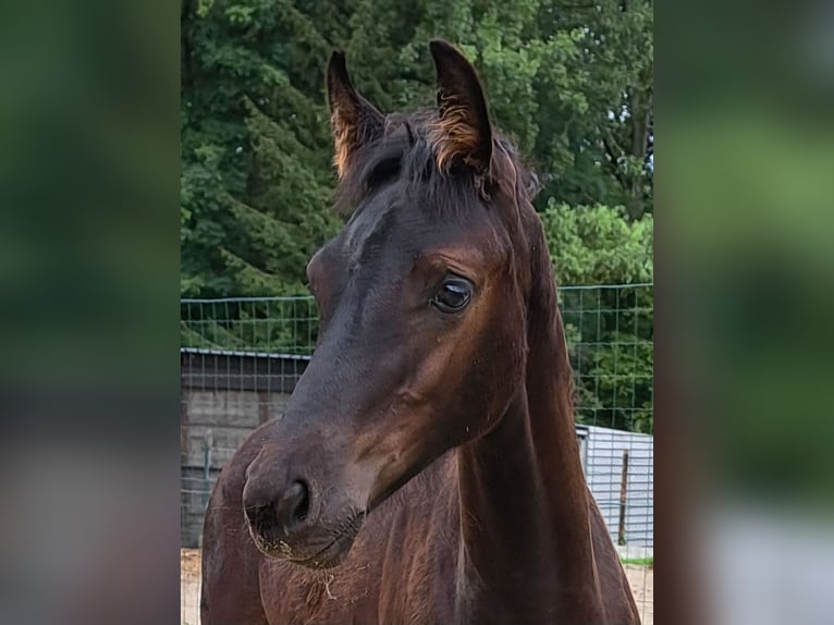 Arabo-frison Jument Poulain (05/2024) Noir in Roosdaal