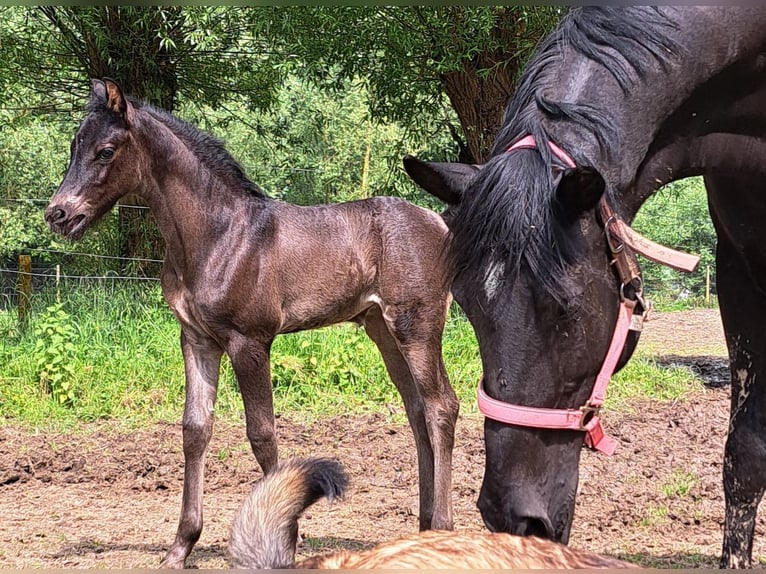 Arabo-frison Jument Poulain (05/2024) Noir in Roosdaal