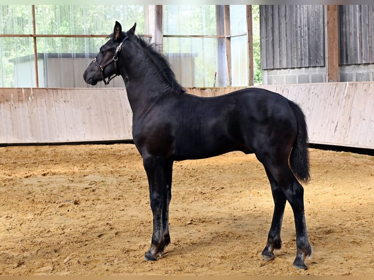 Arabo-Frisón Semental 1 año Negro in Pouvrai