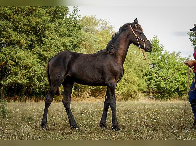 Arabo-Frisón Semental Potro (03/2025) 165 cm Negro in paulnay