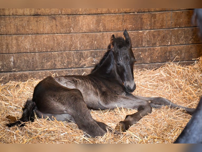 Arabo-Frisón Semental Potro (03/2025) 165 cm Negro in paulnay