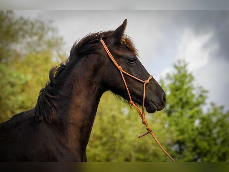 Arabo-Frisón Semental Potro (03/2025) 165 cm Negro in paulnay