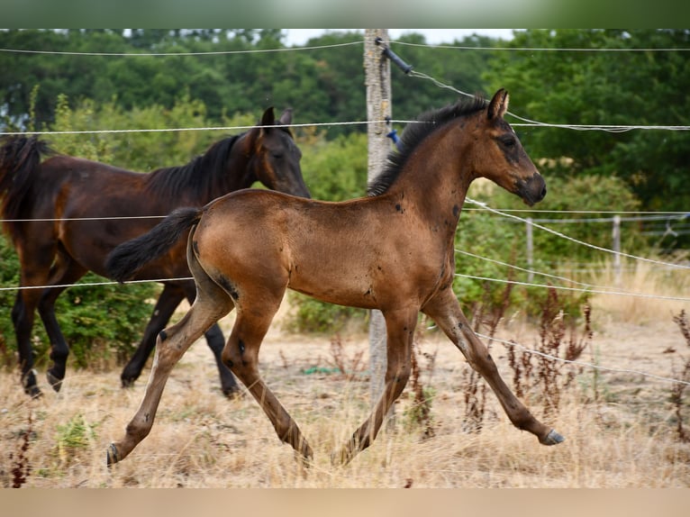Arabo-Frisón Semental Potro (05/2026) 165 cm Negro in RL