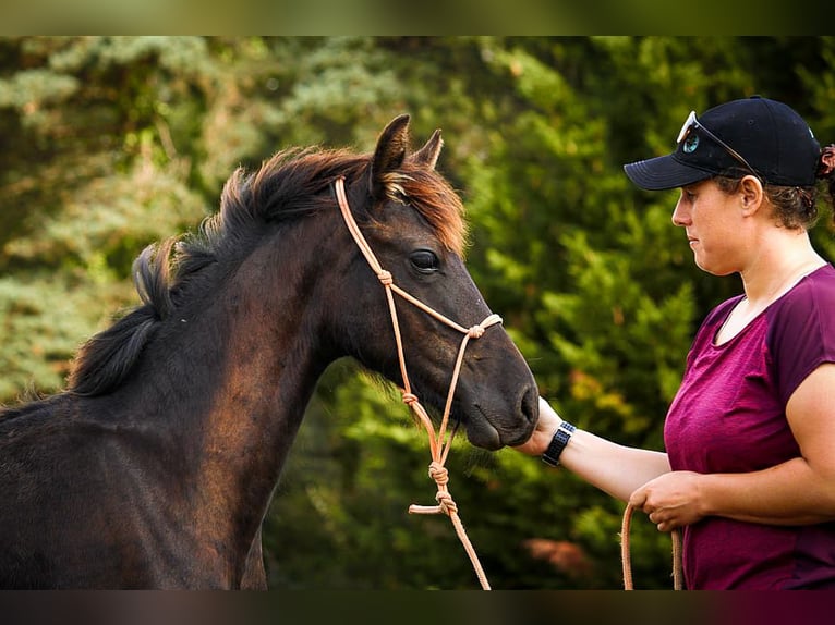 Arabo-Frisón Semental Potro (03/2025) 165 cm Negro in paulnay