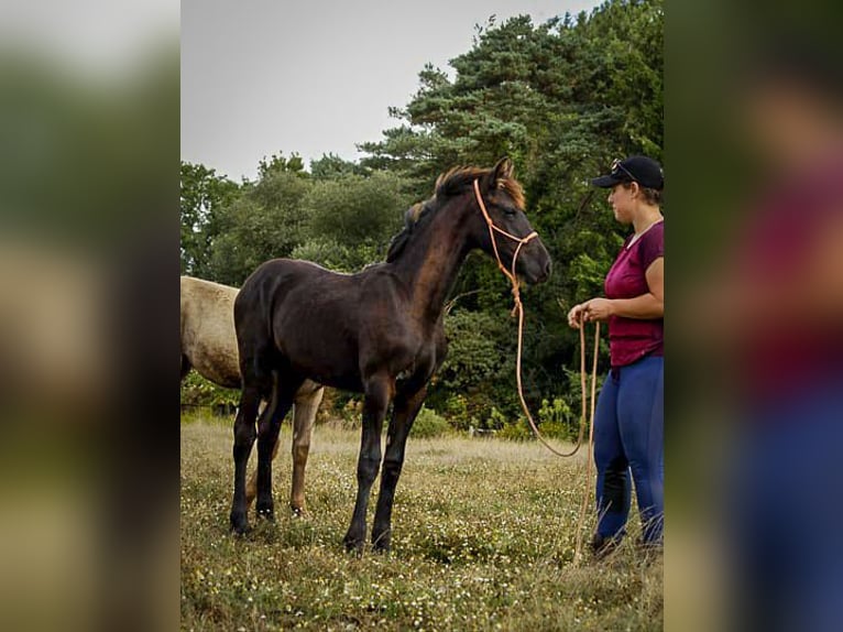 Arabo-Frisón Semental Potro (03/2025) 165 cm Negro in paulnay