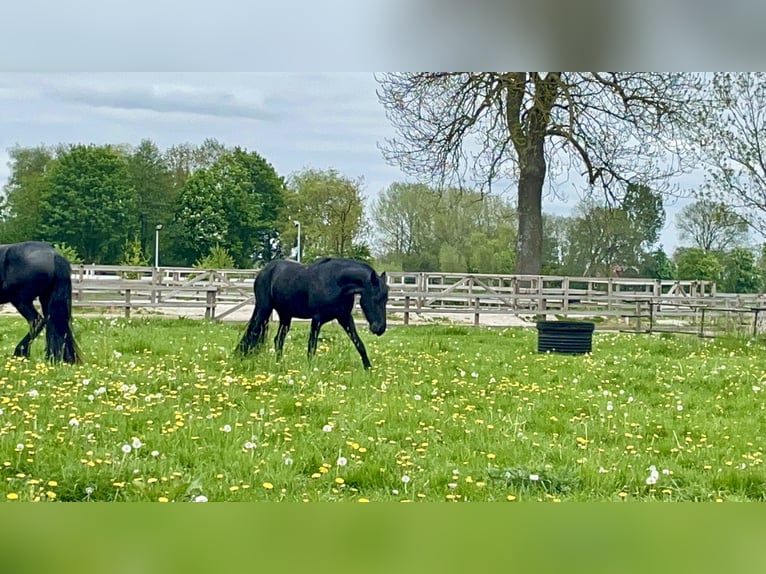 Arabo-Frisón Yegua 3 años 155 cm Negro in Bunde