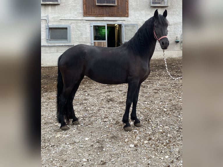 Arabo-Frisón Yegua 4 años 155 cm Negro in Feldkirchen bei Mattighofen